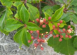 Image result for Parthenocissus quinquefolia