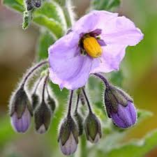 Image result for Solanum supinum