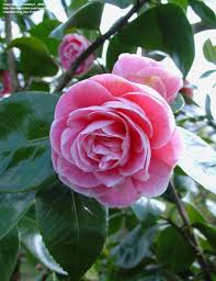Plantfiles Picture 2 Of Common Camellia Japanese Camellia Lady Loch Camellia Japonica Camellia Flower Images Flowers