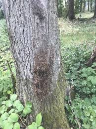 La lutte contre les chenilles processionnaires du chêne peut prendre différentes formes. Yvelines Chenilles Processionnaires Du Chene C Est Des Maintenant Qu Il Faut Agir 78actu