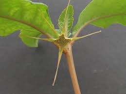 Image result for Dorstenia cuspidata