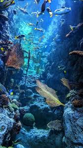 صور كائنات بحرية underwater photography ocean coral reef pictures coral reef photography