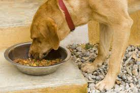 Concept for life veterinary diet. Crocchette Quali Sono Quelle Giuste Per Il Nostro Cane