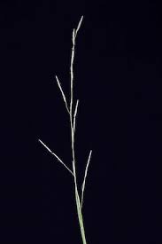 Image result for Glyceria fluitans