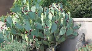 We could say that mexico is marked by cactus magic. Cactus In Mesilla Nm Picture Of Las Cruces New Mexico Tripadvisor