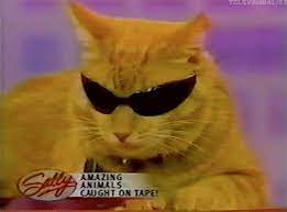 Cool For Cats On Caturday Https Tmblr Co Zrlnzd2nzw2a3 Cats Cat Animation Cats And Kittens