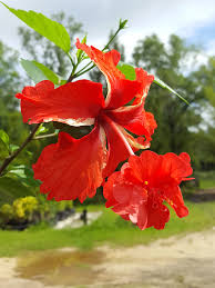 Image result for Hibiscus Red 2015 Vito