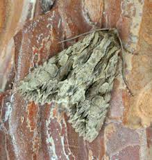 Image result for Apamea monoglypha