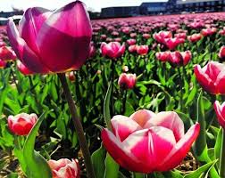 Check spelling or type a new query. How To See The Famous Dutch Tulips In And Near Amsterdam