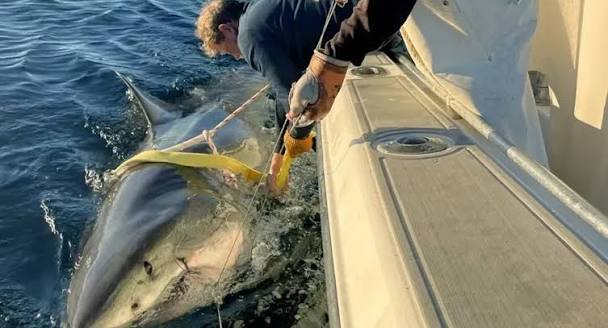 The biggest great white shark on record in the Atlantic is headed for the  Carolinas. 🦈🦈 https://bit.ly/4jOEREX