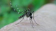 First record of aedes (stegomyia) albopictusin belgium. Tijgermug Deel Twee Bye Bye Beestjes