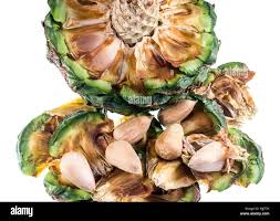 Image result for Araucaria bidwillii