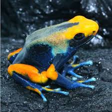 Image result for Pterocarpus tinctorius