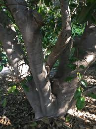 Image result for Ficus saussureana