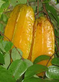 Fruit trees and vines for tropical areas many tropical fruit trees grow very large making them difficult to fit into small backyards, a common sight in northern australia is one large mango tree completely filling a small backyard. Fruit Trees For Small Gardens