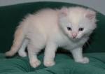 Kittens of the American curl to buy a kitten of the ...