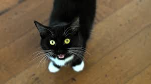 We've got some reasons why — and some ideas on how to stop it! Reasons Why Your Cat Meows At Night