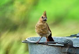 Hd northern cardinals feeding baby birds fyv 1080 hd. Baby Cardinal