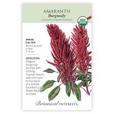 Image result for Amaranthus schinzianus