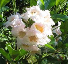 Image result for Radermachera xylocarpa