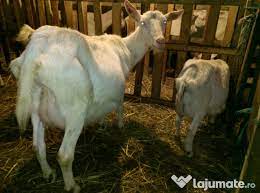 Maybe you would like to learn more about one of these? Capre Alba De Banat Gentlemen S Poker Club TimiÈ™oara