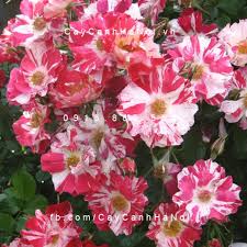 Kết quả hình ảnh cho hình ảnh hoa hồng