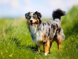 This crossbreed is large like a german shepherd, around 21 to 27 inches, weighing 70 to 80 pounds. Characteristics Of The Australian Shepherd Border Collie Mix Dogappy