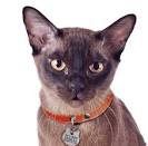 Tonkinese Kittens For Sale In Arizona