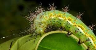 Black And Red Spiky Caterpillar Spiny Caterpillar With Images Caterpillar Ecuador