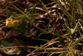 Image result for Pearsonia