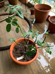 Particularité de la variété : Anne Sophie Pic Rose Plant Gardening Plants On Carousell