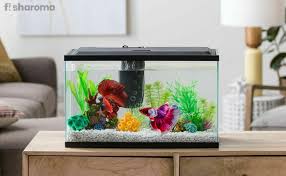 Everything about setting up your betta fish tank including setup, accessories, cost breakdown and betta fish: 10 Best Betta Fish Tanks To Buy In 2021 Handpicked