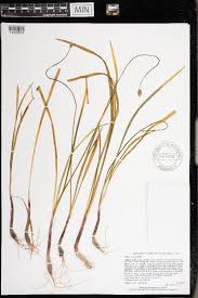 Image result for Alliaceae