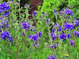 Campanula Glomerata Joan Elliot 4 5 Stars From The Chicago Botanical Garden Campanula Bellflower Sun Perennials