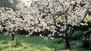 Natürlich stehen im garten neben dem alltäglichen unkraut jäten, pflanzen und ernten auch so manch weitere arbeiten an. Baume Fur Den Garten Was Eignet Sich Fur Wen Sat 1 Ratgeber
