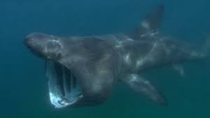 Jul 01, 2021 · tiburón m (plural tiburones. El Tiburon Peregrino Salta Como El Blanco Ambientum