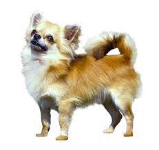 Collection by rita helms • last updated 8 weeks ago. Long Coat Chihuahua Dog Breed Information Purina