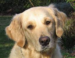 We did not find results for: Brown Nose Golden Retriever Dog Forums