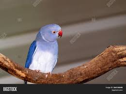 African ringneck parakeet is also commonly seen in some of the world's biggest capitals. Female Blue Ring Image Photo Free Trial Bigstock