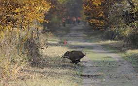 Sanglier pas cher ⭐ neuf et occasion meilleurs prix du web promos de folie 3% remboursés minimum sur votre commande ! Un Label Gibier D Ile De France A L Etude Pour Ameliorer L Image De La Chasse Le Parisien