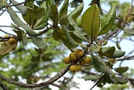 Image result for Uapaca guineensis