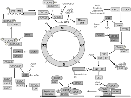 Maybe you would like to learn more about one of these? Frontiers Leaf Development A Cellular Perspective Plant Science