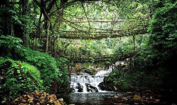 Sacred Forest