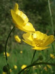 Fiori gialli primaverili spontanei / 20 piante che potreste incontrare lungo una strada di campagna blog di matematica e scienze : Fiori Gialli Spontanei Primaverili