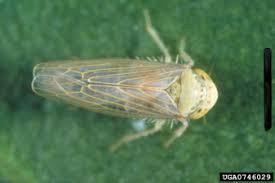 Image result for Tetrapogon tenellus