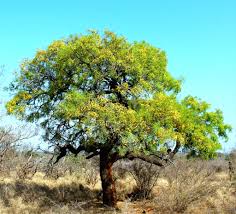 Image result for Fernandoa abbreviata