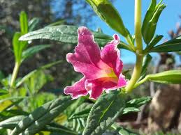 Image result for Mimulus