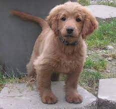 Maybe you would like to learn more about one of these? Golden Cocker Retriever Beitrage Facebook