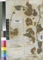 Image result for Mikaniopsis