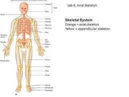 Skeletal System Lab 6 Axial Skeleton Orange Axial Skeleton Yellow Appendicular Skeleton Axial Skeleton Skeletal System Human
